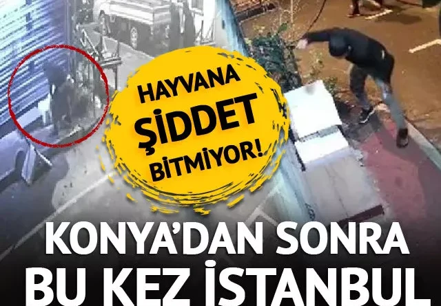 İstanbul! Hayvana şiddet bitmiyor… Kedi yuvasını yumrukla parçaladı